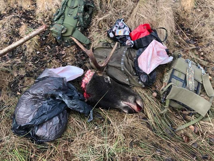 Вбивство лося на Дрогобиччині розслідує поліція 3 DrogMedia Вбивство лося на Дрогобиччині розслідує поліція