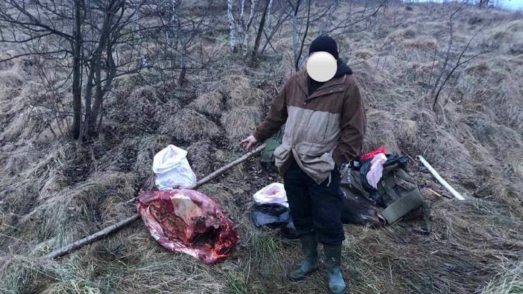 Вбивство лося на Дрогобиччині розслідує поліція 2 DrogMedia Вбивство лося на Дрогобиччині розслідує поліція