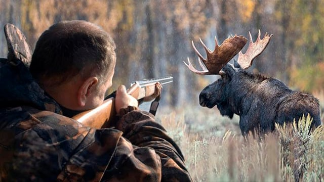 DrogMedia На Дрогобиччині браконьєри застрелили червонокнижного лося