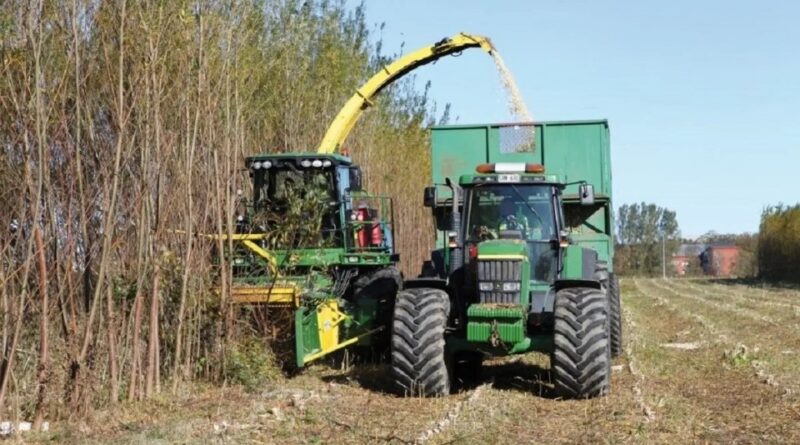 DrogMedia У Дрогобицькій громаді планують вирощувати енергетичну вербу