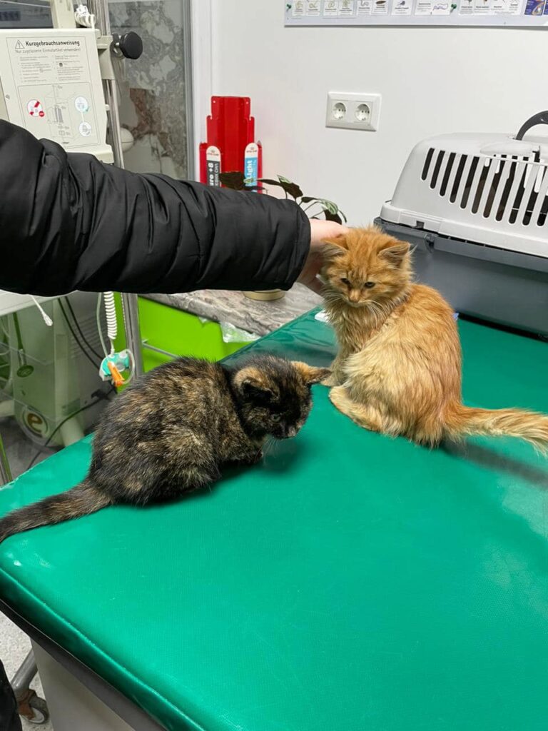 DrogMedia Олена Петришин: «Зооволонтерство – це не просто діяльність, це спосіб життя»