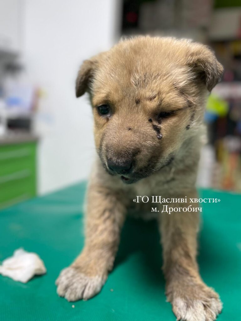 DrogMedia Олена Петришин: «Зооволонтерство – це не просто діяльність, це спосіб життя»