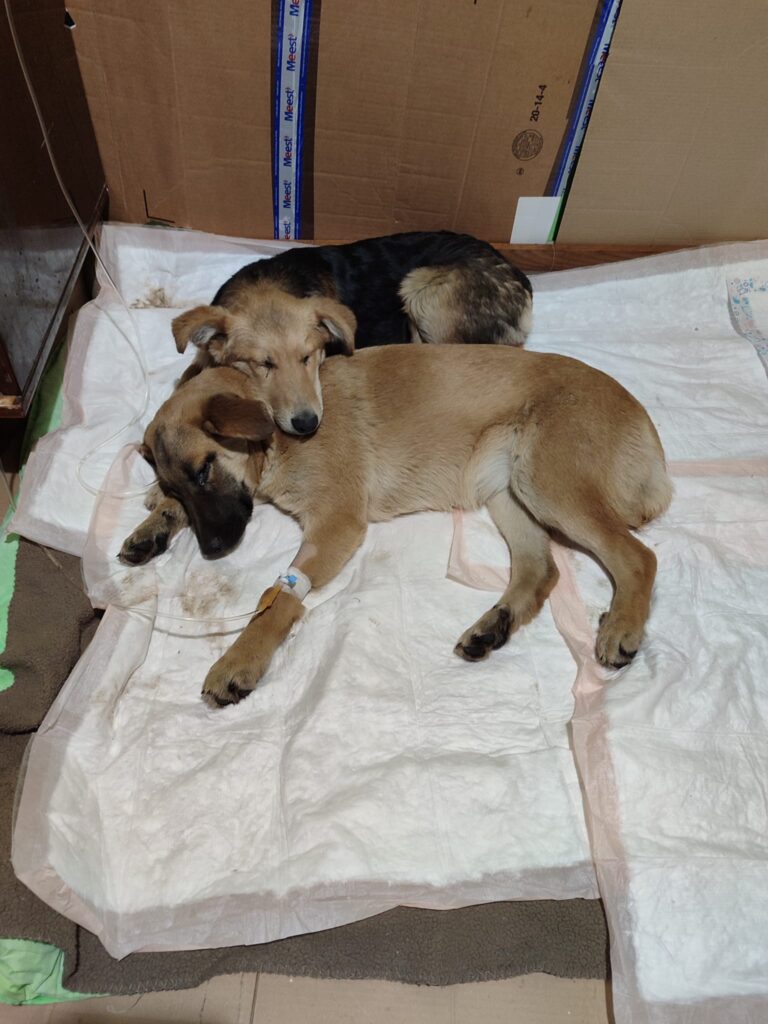 DrogMedia Олена Петришин: «Зооволонтерство – це не просто діяльність, це спосіб життя»