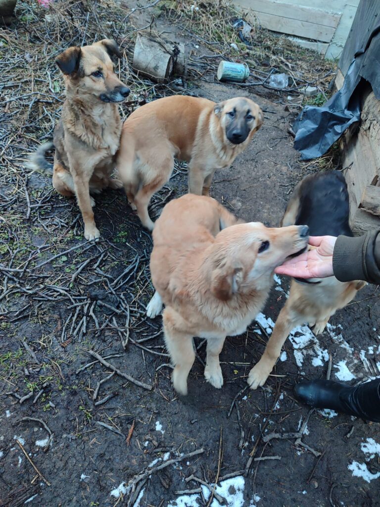 DrogMedia Олена Петришин: «Зооволонтерство – це не просто діяльність, це спосіб життя»