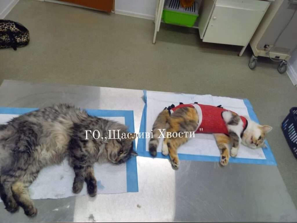 DrogMedia Олена Петришин: «Зооволонтерство – це не просто діяльність, це спосіб життя»