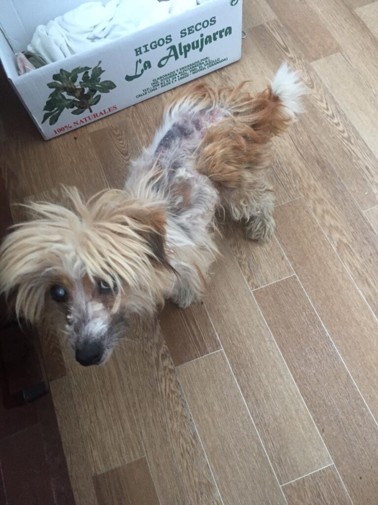 DrogMedia Олена Петришин: «Зооволонтерство – це не просто діяльність, це спосіб життя»