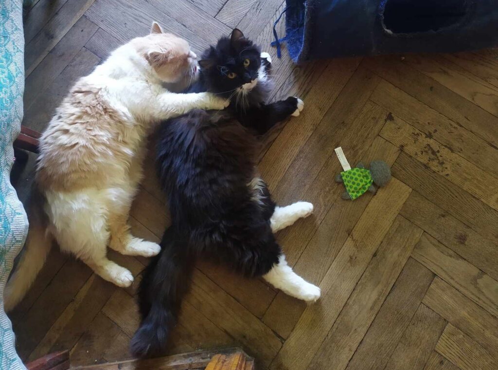 DrogMedia Олена Петришин: «Зооволонтерство – це не просто діяльність, це спосіб життя»