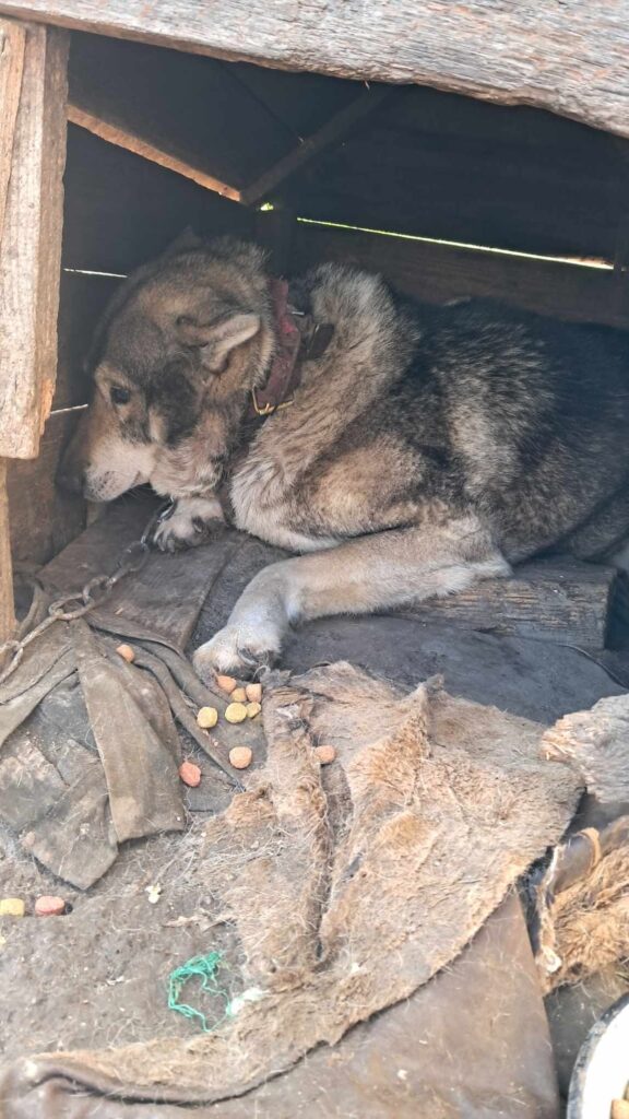 DrogMedia Олена Петришин: «Зооволонтерство – це не просто діяльність, це спосіб життя»