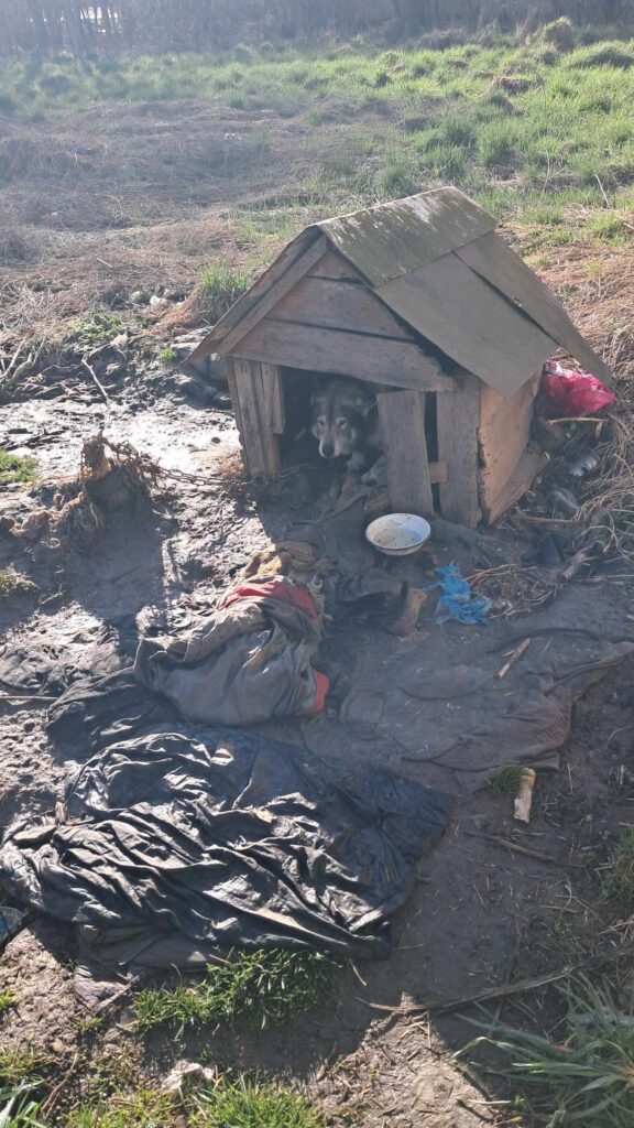 DrogMedia Олена Петришин: «Зооволонтерство – це не просто діяльність, це спосіб життя»