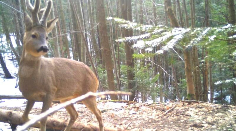 DrogMedia У Сколівських Бескидах провели зимовий облік тварин