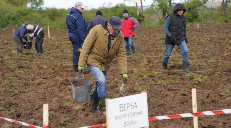 DrogMedia У Дрогобицькій ТГ розпочали висадку енергетичної верби і тополі