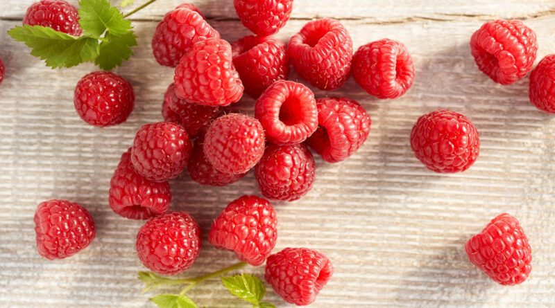 DrogMedia Секрети вибору найкращих сортів малини та догляду за саджанцями