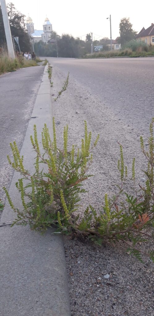 У Лішні з'явилася амброзія - у чому небезпека 2 DrogMedia У Лішні з'явилася амброзія - у чому небезпека