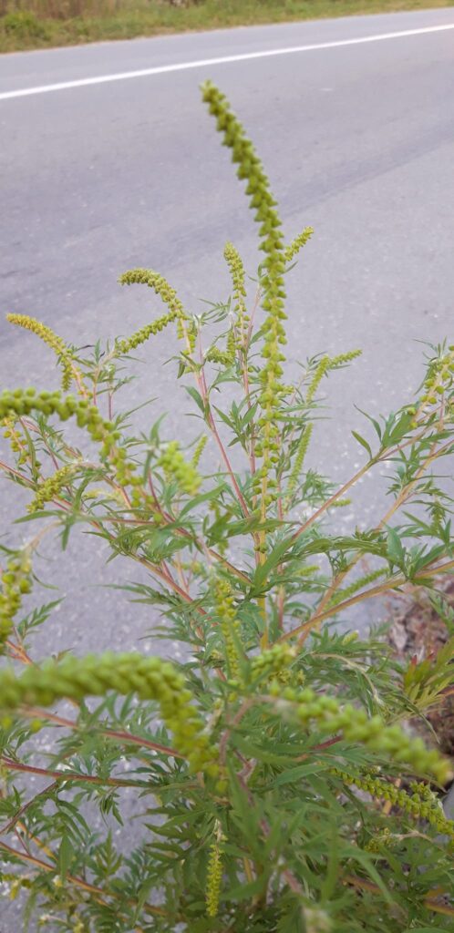 У Лішні з'явилася амброзія - у чому небезпека 3 DrogMedia У Лішні з'явилася амброзія - у чому небезпека