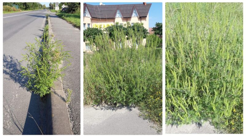 DrogMedia У Лішні з'явилася амброзія - у чому небезпека