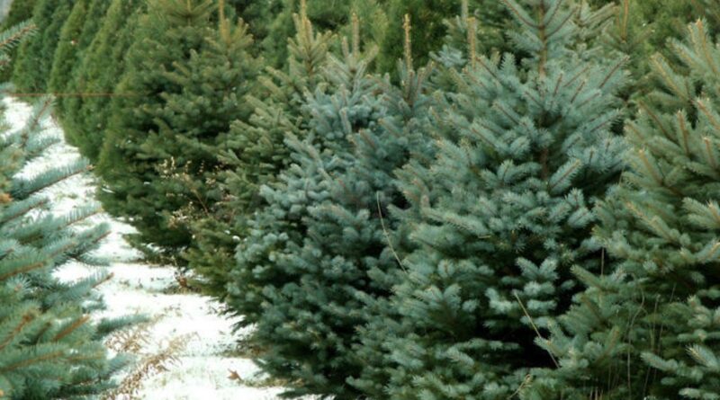 DrogMedia  Де у Дрогобичі та Стебнику можна придбати живі ялинки