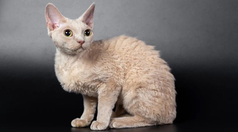 DrogMedia Унікальний характер і повадки кучерявих мисливців девон-рекс