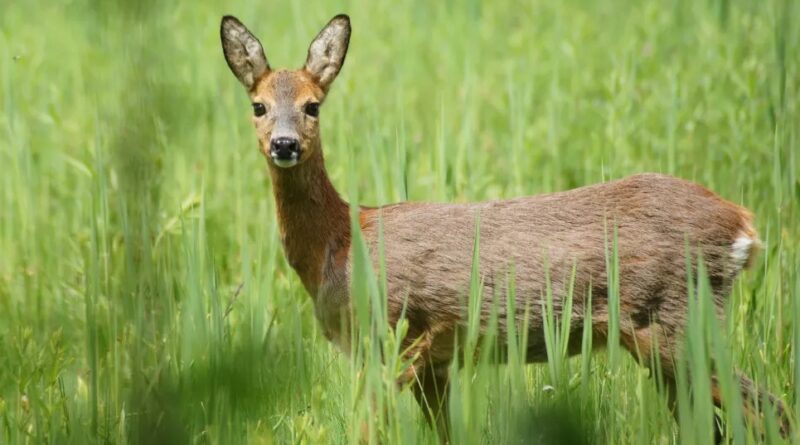 DrogMedia На Львівщині за 3 вбитих косуль суд призначив браконьєру 1700 грн штрафу