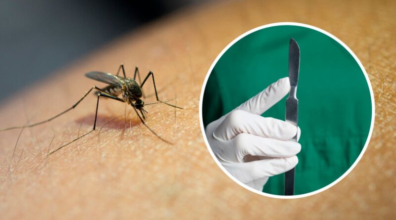 DrogMedia Паразит під шкірою: на Львівщині зафіксували перший випадок дирофіляріозу цього року