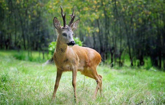 На Львівщині браконьєри вбили двох косуль