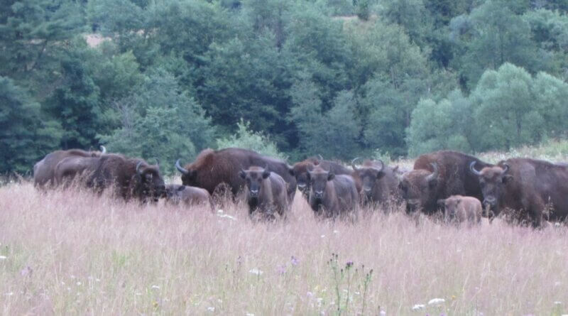 У Сколівських Бескидах зростає чисельність зубрів