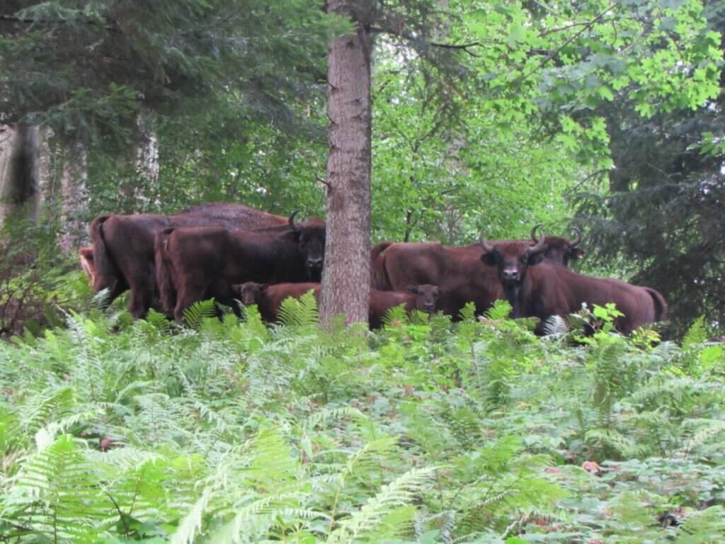 У Сколівських Бескидах зростає чисельність зубрів
