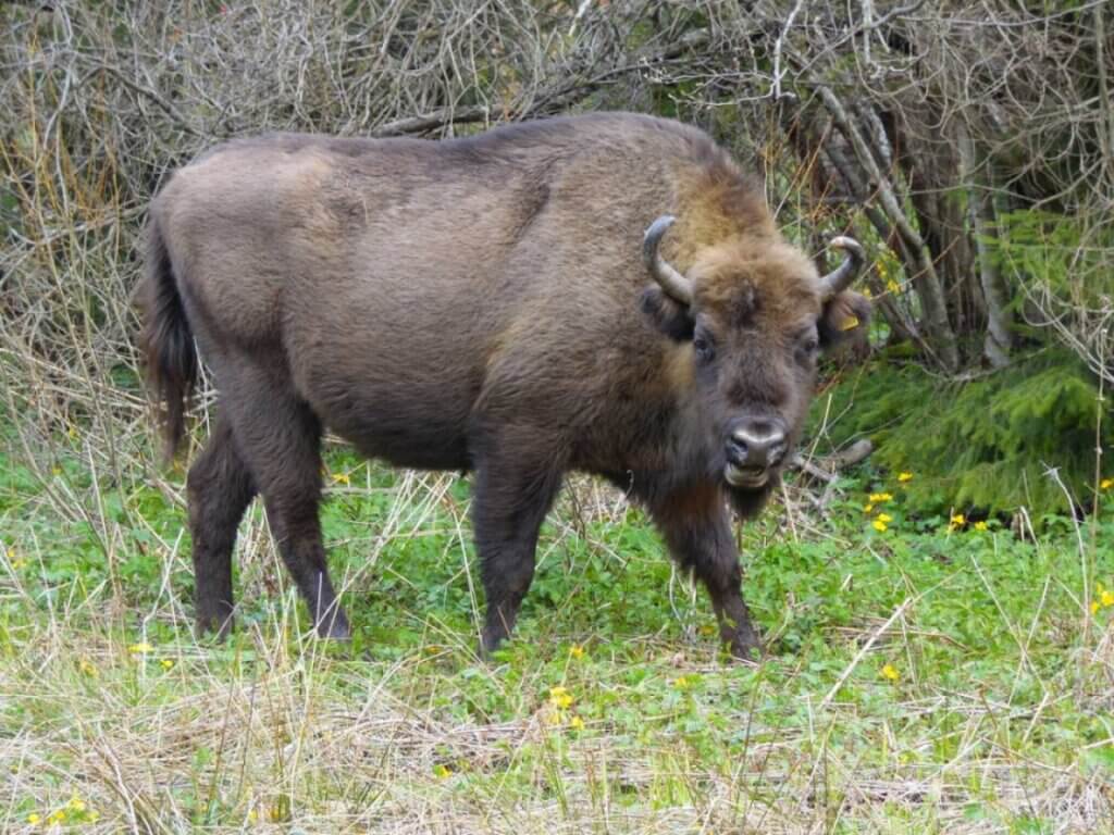 У Сколівських Бескидах зростає чисельність зубрів