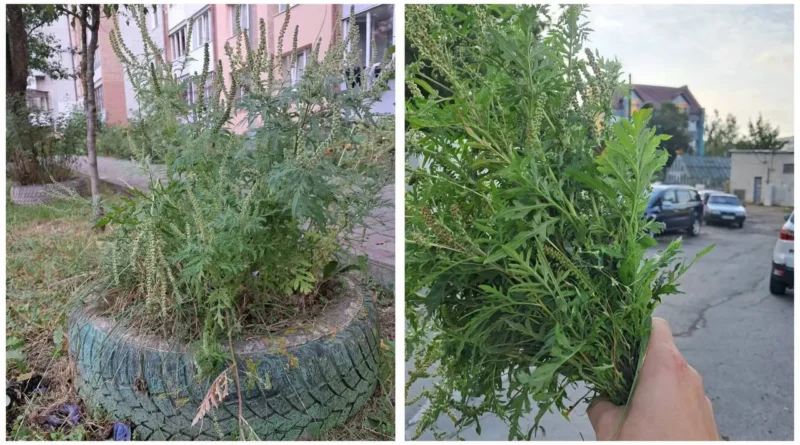 амброзія на Дрогобиччині