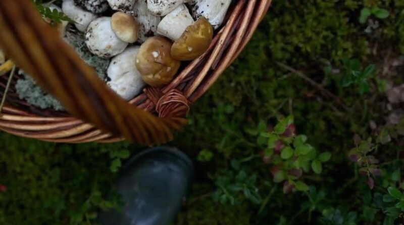 На Дрогобиччині розшукали 87-річного грибника