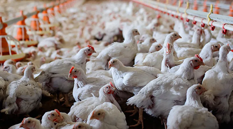 У Трускавецькій ТГ планують реконструювати пташники для вирощування птиці