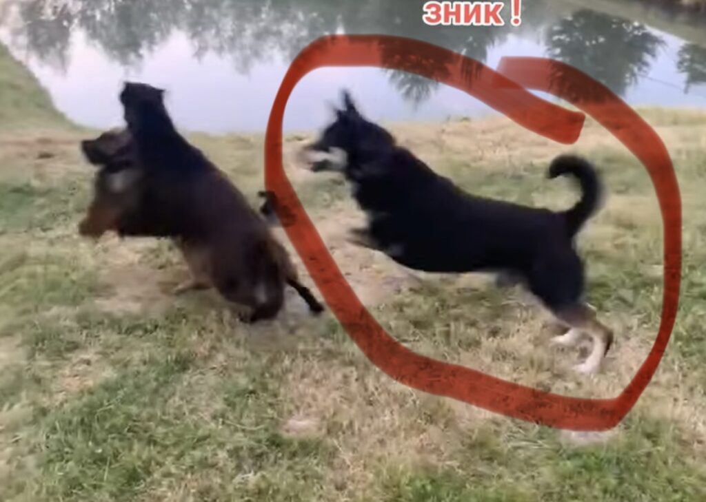 У Дрогобичі зоозахисники повідомили про стрілянину по безпритульних собаках 4 DrogMedia У Дрогобичі зоозахисники повідомили про стрілянину по безпритульних собаках