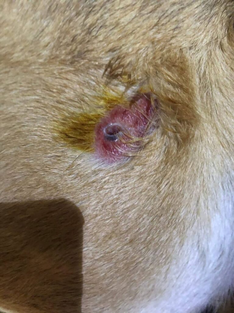 У Дрогобичі зоозахисники повідомили про стрілянину по безпритульних собаках 2 DrogMedia У Дрогобичі зоозахисники повідомили про стрілянину по безпритульних собаках