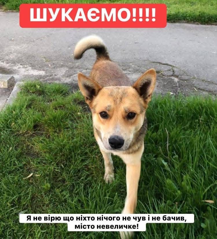 У Дрогобичі зоозахисники повідомили про стрілянину по безпритульних собаках 3 DrogMedia У Дрогобичі зоозахисники повідомили про стрілянину по безпритульних собаках