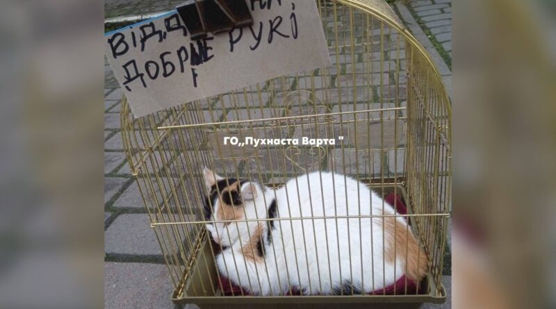 У Дрогобичі суд оштрафував жінку на 3400 грн за тримання кота в клітці