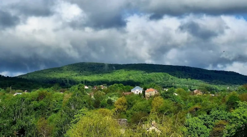 Борислав, ліси