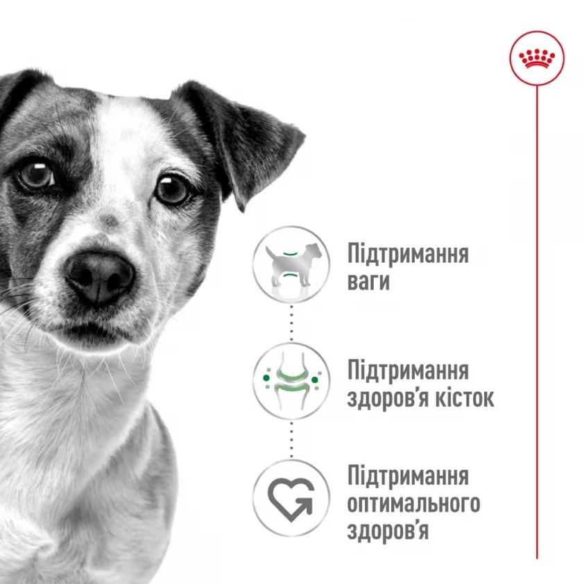 Чи варто давати собаці консерви: сучасні стандарти та безпечні рецептури 2 Чи варто давати собаці консерви: сучасні стандарти та безпечні рецептури