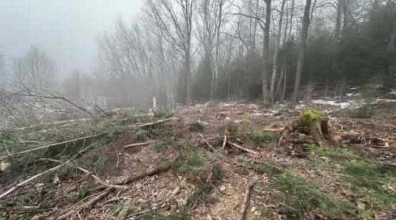 За незаконну рубку дерев у Дрогобицькому лісгоспі чоловік постане перед судом