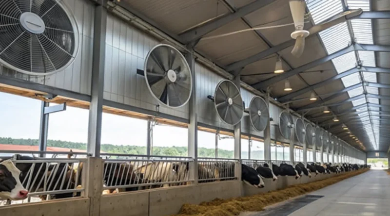 Мікроклімат у тваринництві: яких помилок варто уникати