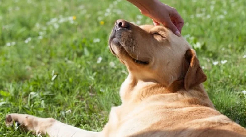 Симптоми нестачі вітамінів у собак