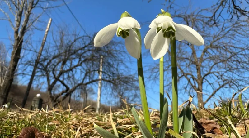 Торгівля первоцвітами заборонена
