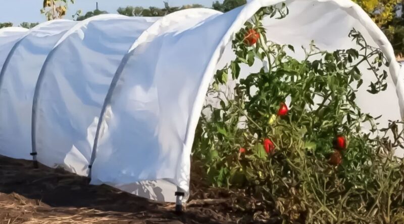 Парник нового покоління: як агроволокно допомагає вирощувати овочі швидше