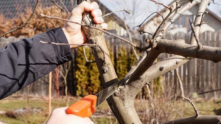 Роботи в саду на початку весни
