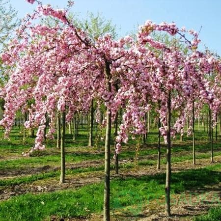 У Дрогобичі з’явилися нові сакури сорту Кіку-Шідаре 2 сорт Кіку-Шідаре