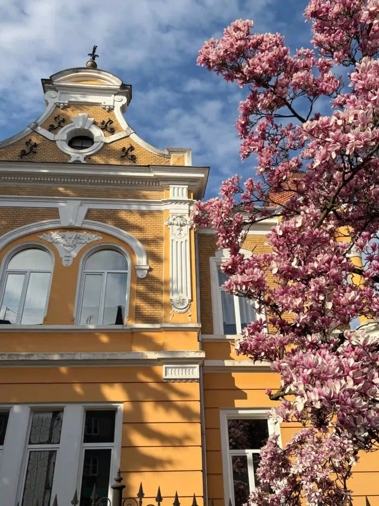 Головна магнолія Дрогобича