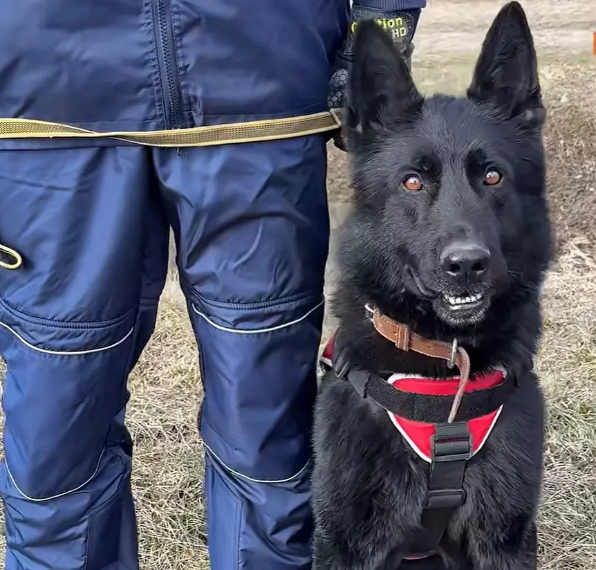 Пес Чіко
