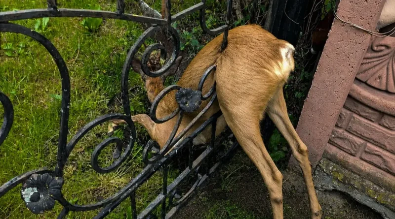 косуля застрягла