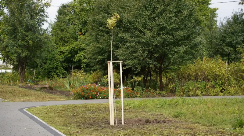 саджанці, клени