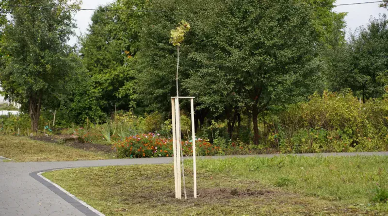 саджанці, клени
